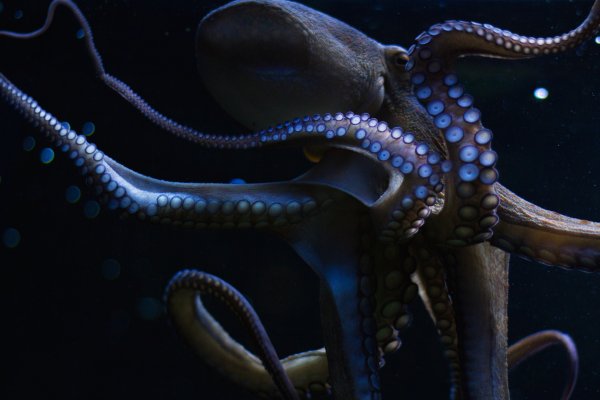 Kraken маркетплейс официальный